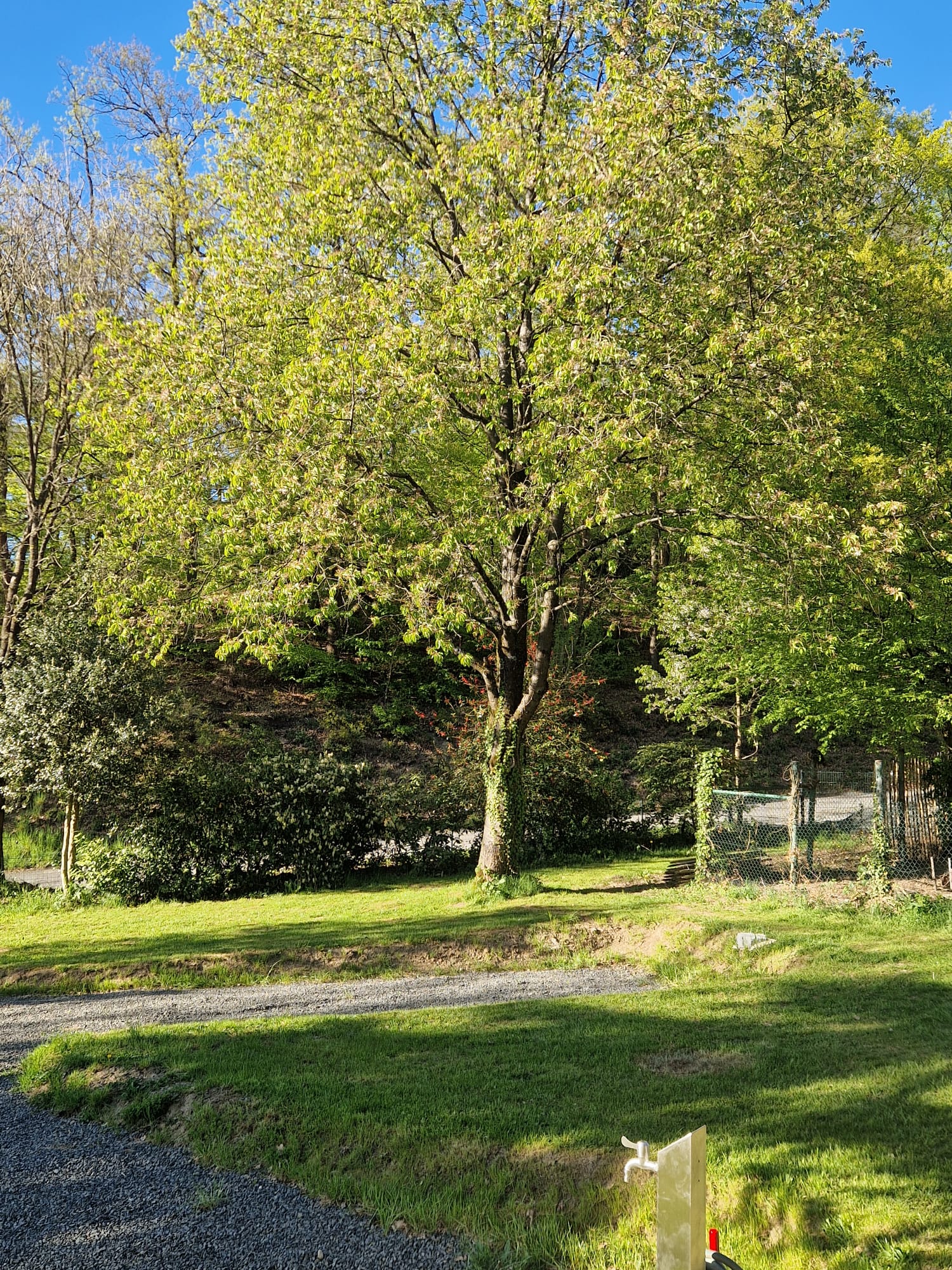 Ruhige Waldlandschaft